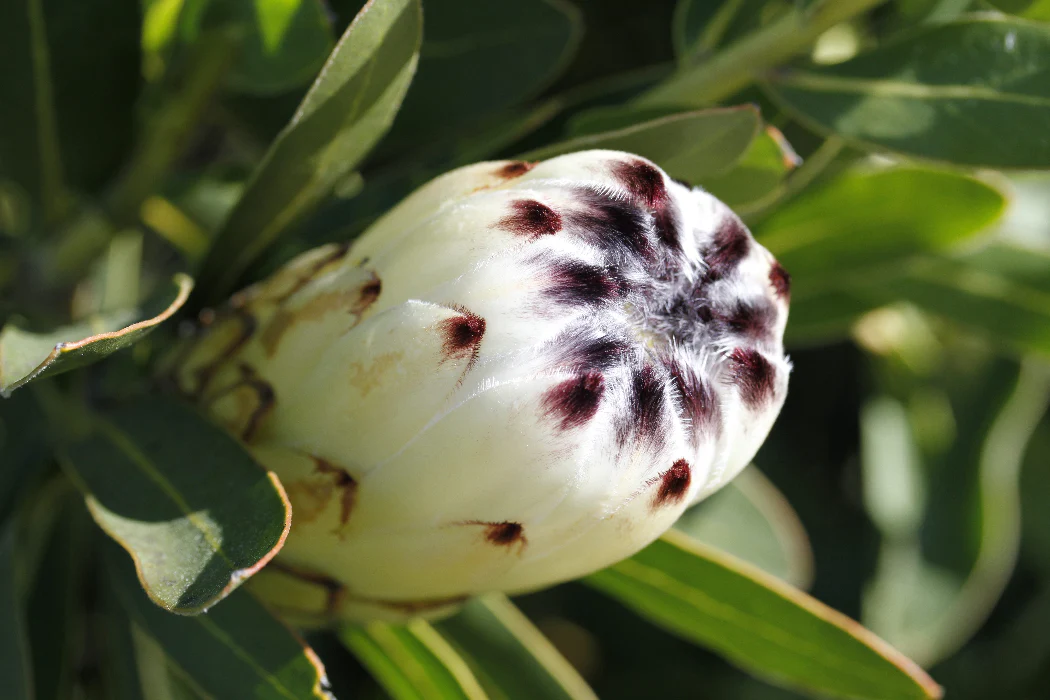 PROTEA CREAM MINK - Image 2