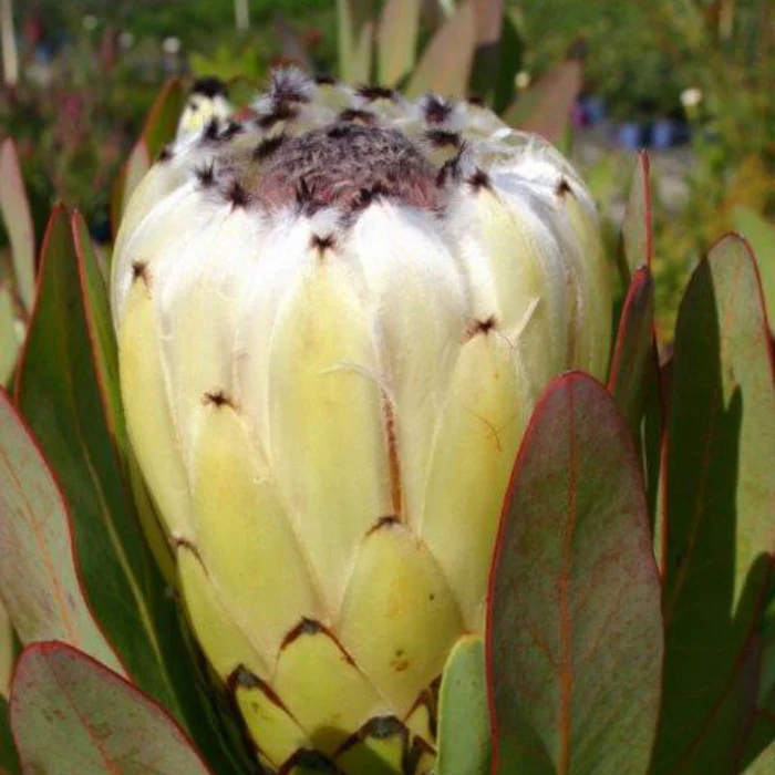 PROTEA CREAM MINK - Image 3