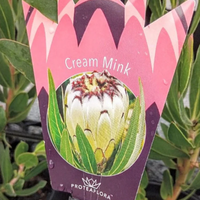 PROTEA CREAM MINK - Image 4