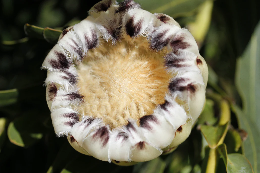 PROTEA CREAM MINK - Image 5
