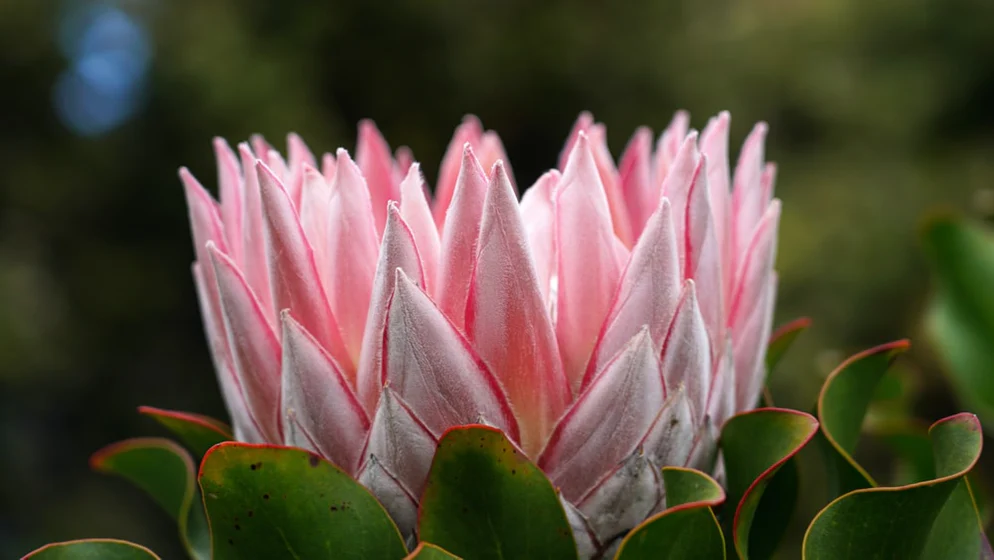 KING PINK PROTEA - Image 3