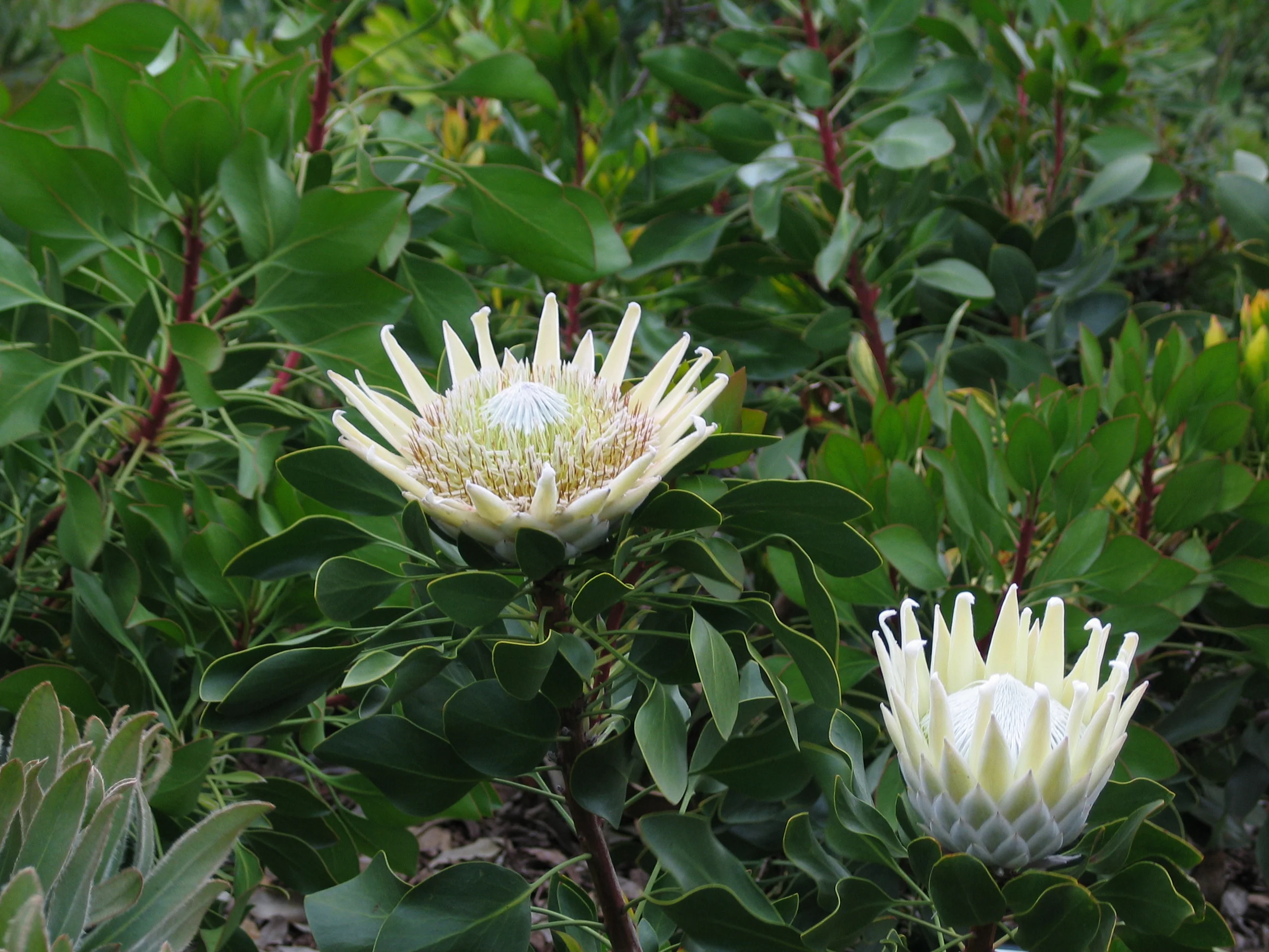 PROTEA KING WHITE - Image 3