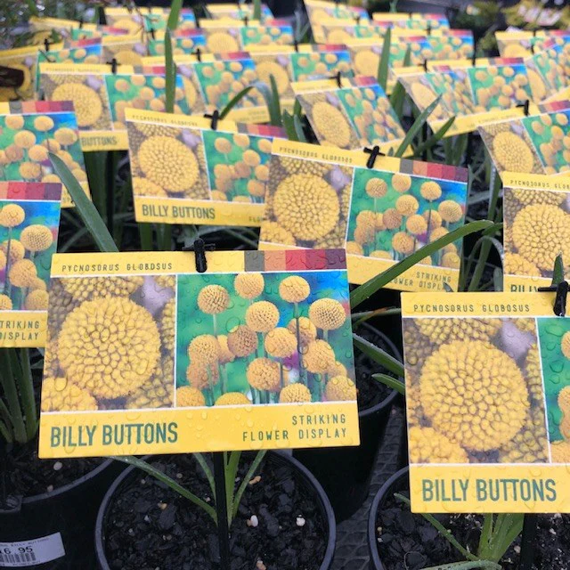 PYCNOSORUS BILLY BUTTONS - Image 2