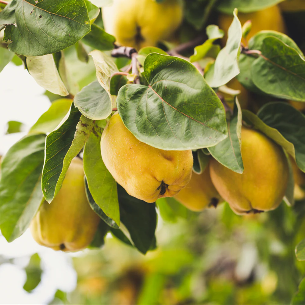 PRE ORDER - QUINCE CHAMPION - Bare Rooted