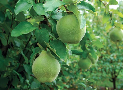 PRE ORDER - QUINCE CHAMPION - Bare Rooted - Image 2