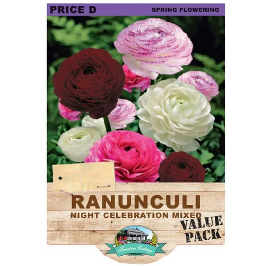 RANUNCULUS NIGHT CELEB 50PK
