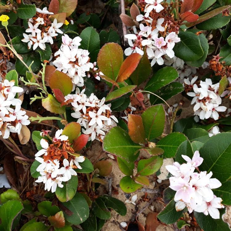 RHAPHIOLEPIS LITTLE BLISS - Image 2