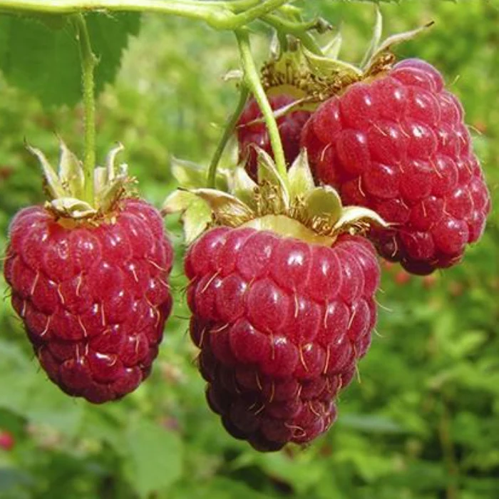 RASPBERRY AUTUMN BLISS 2LT