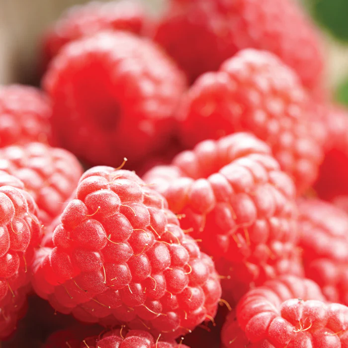 RASPBERRY AUTUMN BLISS 2LT - Image 2
