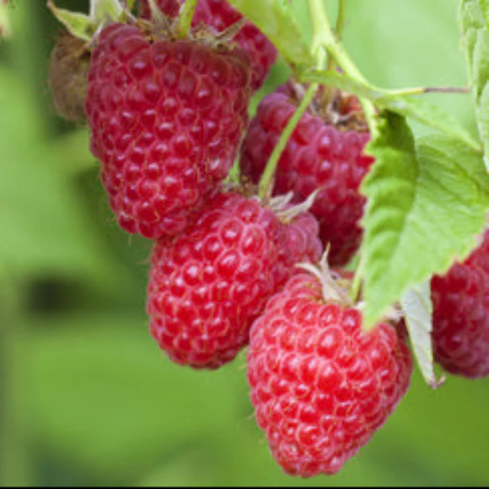 RASPBERRY CHILLIWACK 2LT