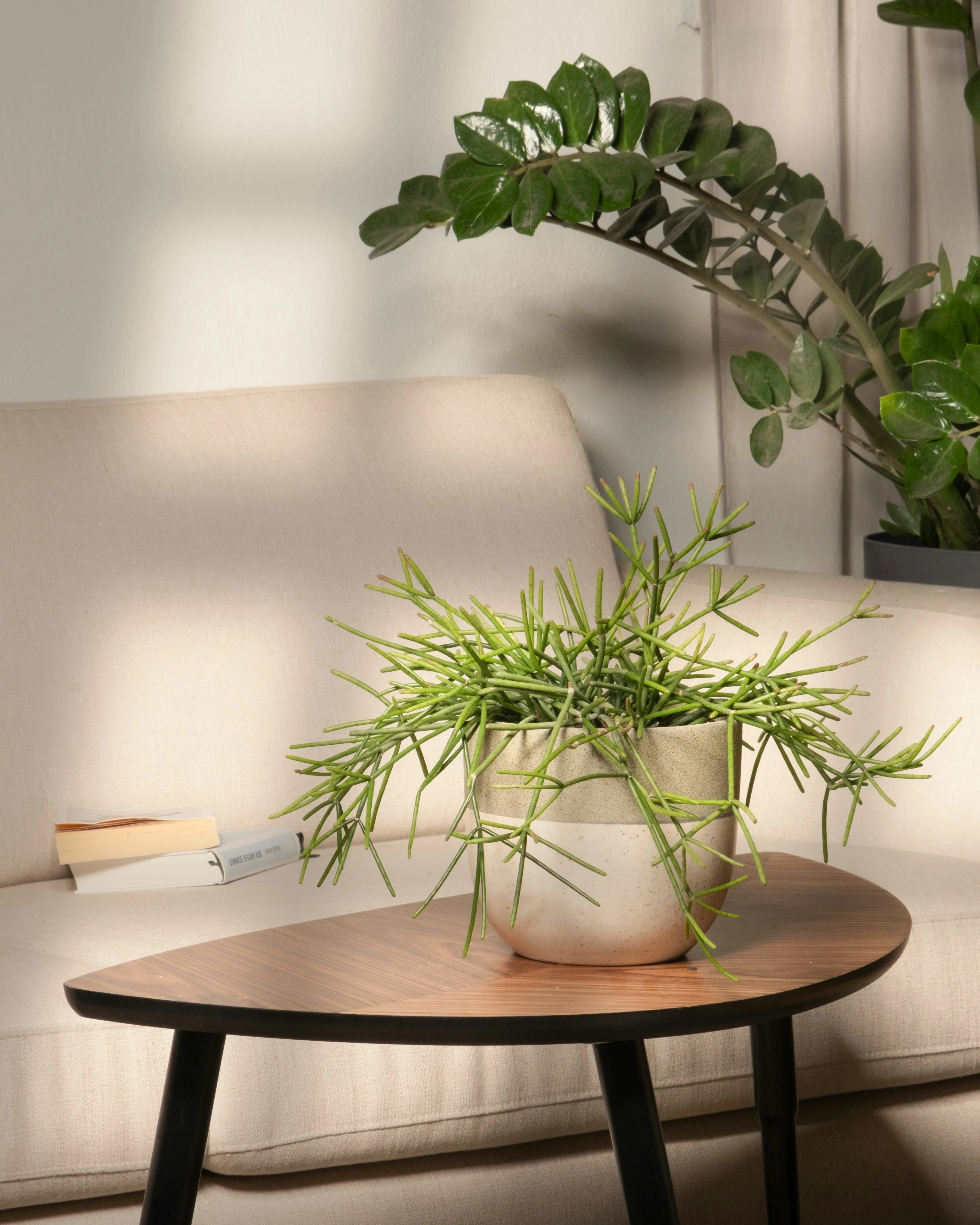 RHIPSALIS BASKET 13CM - Image 10