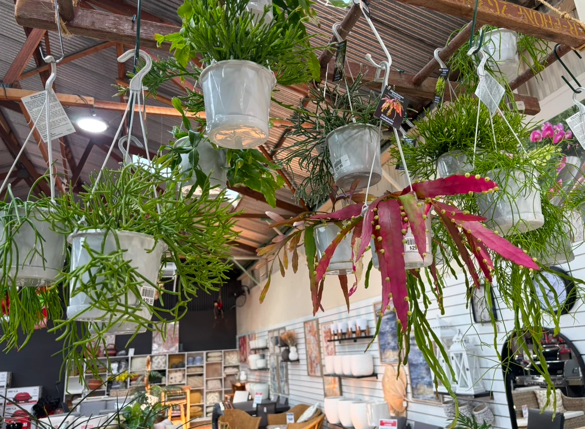 RHIPSALIS BASKET 13CM - Image 3