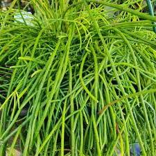 RHIPSALIS BASKET 13CM - Image 4