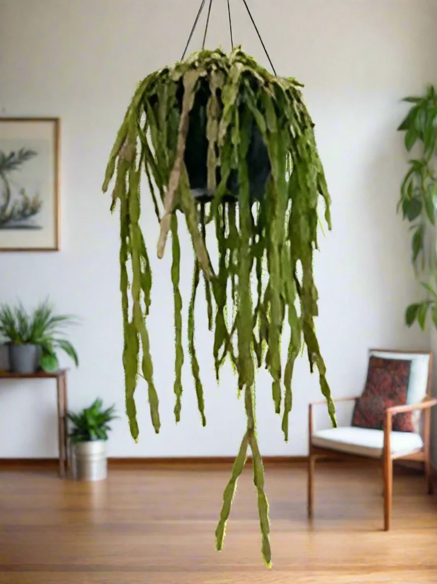 RHIPSALIS BASKET 13CM - Image 7