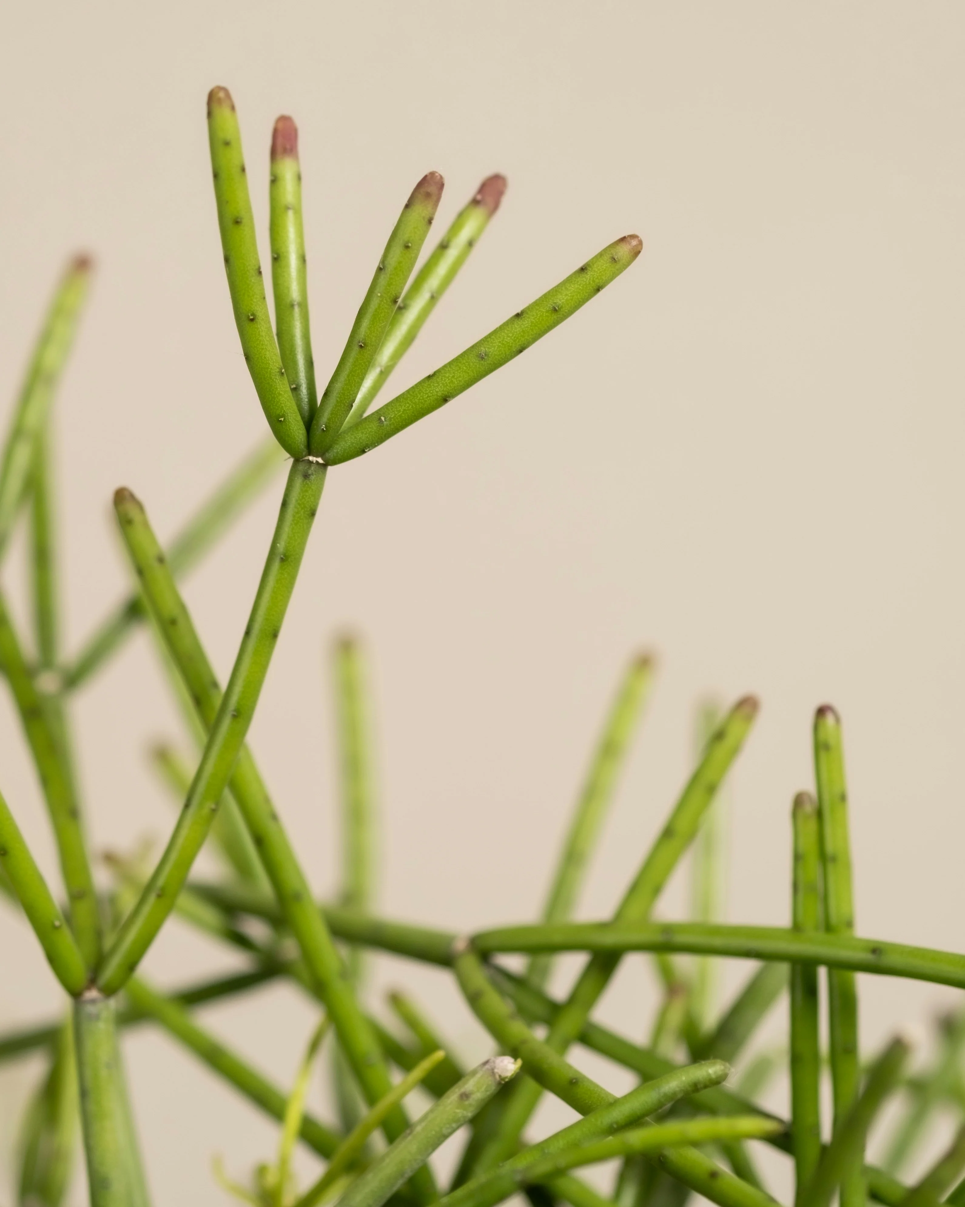 RHIPSALIS BASKET 13CM - Image 8