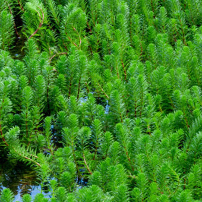 ROBUST WATER MILFOIL