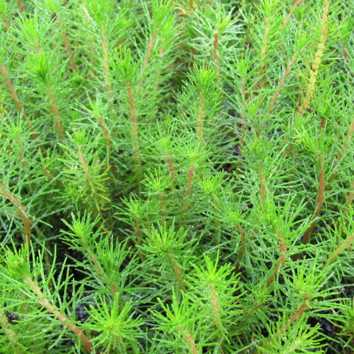 ROBUST WATER MILFOIL - Image 2