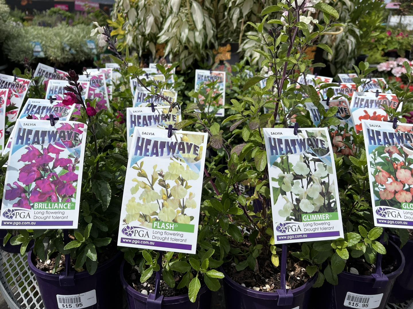 SALVIA HEATWAVE COLLECTION - Image 2