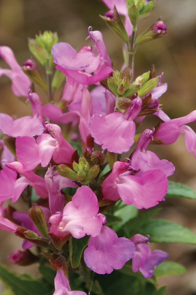 SALVIA HEATWAVE COLLECTION - Image 3