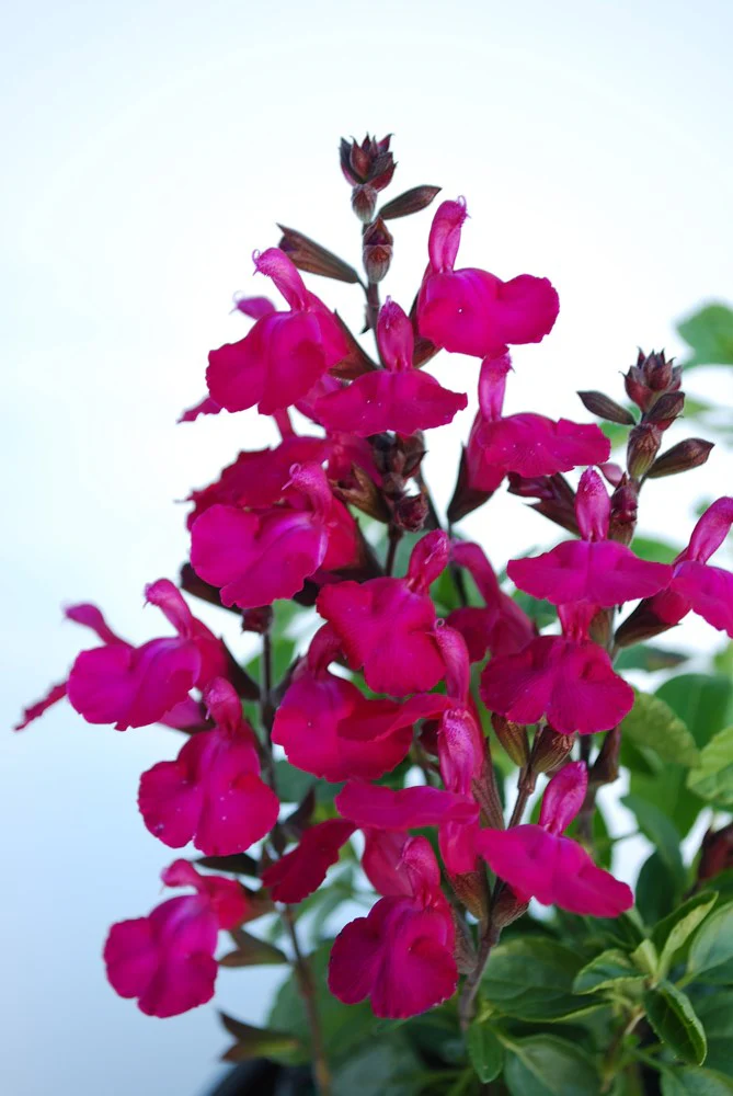 SALVIA HEATWAVE COLLECTION - Image 4