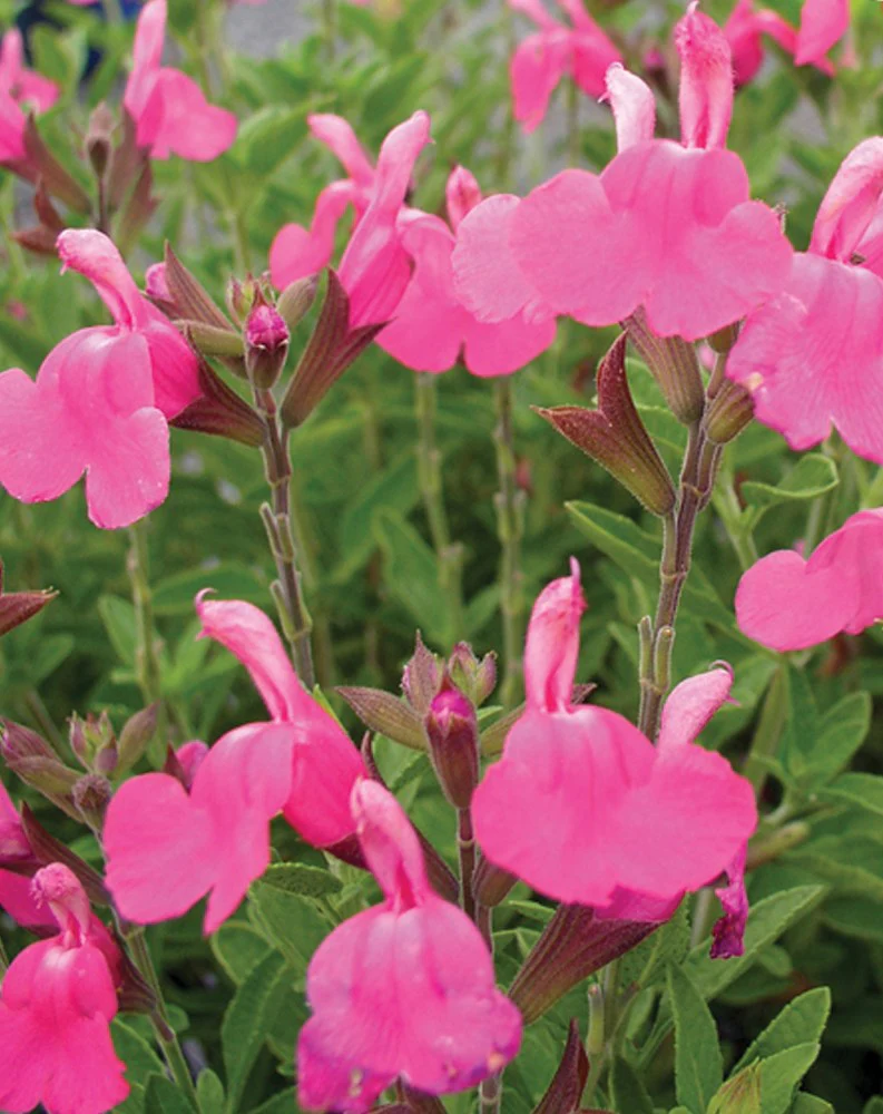 SALVIA HEATWAVE COLLECTION - Image 5