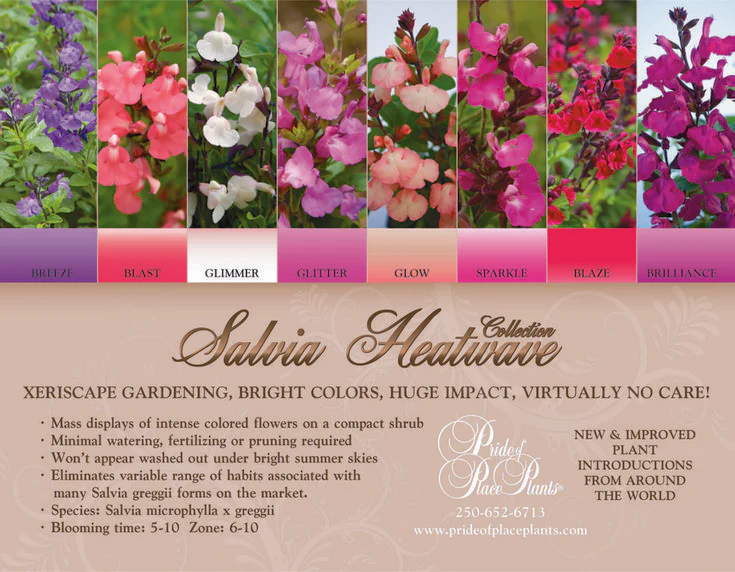 SALVIA HEATWAVE COLLECTION - Image 6