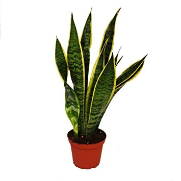 SANSEVIERIA / MOTHER IN LAWS TONGUE - Image 2