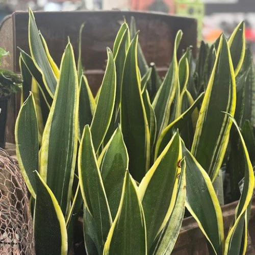 SANSEVIERIA BLACK GOLD 140MM