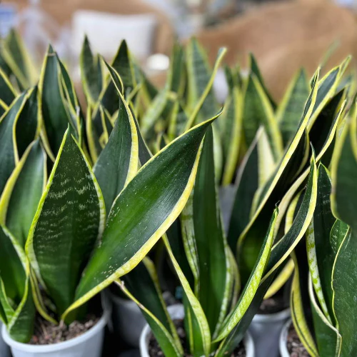 SANSEVIERIA BLACK GOLD 140MM - Image 2