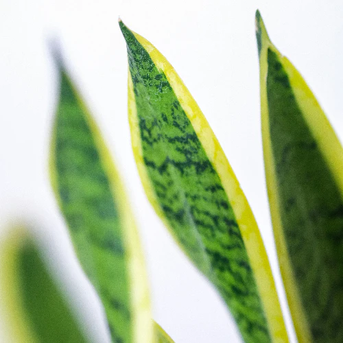 SANSEVIERIA BLACK GOLD 140MM - Image 3