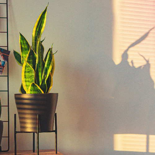 SANSEVIERIA BLACK GOLD 140MM - Image 4
