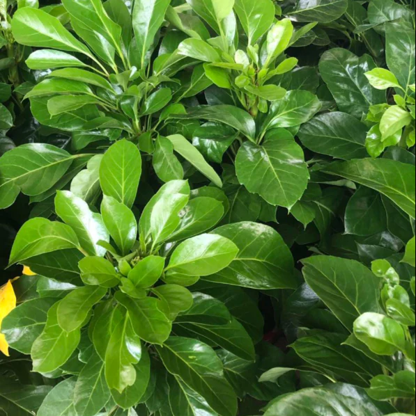 SCHEFFLERA ALPINE 200MM