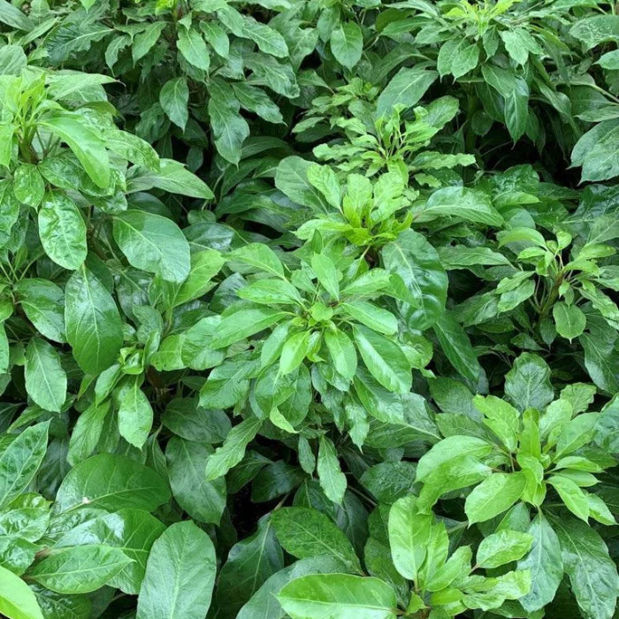 SCHEFFLERA ALPINE 200MM - Image 2