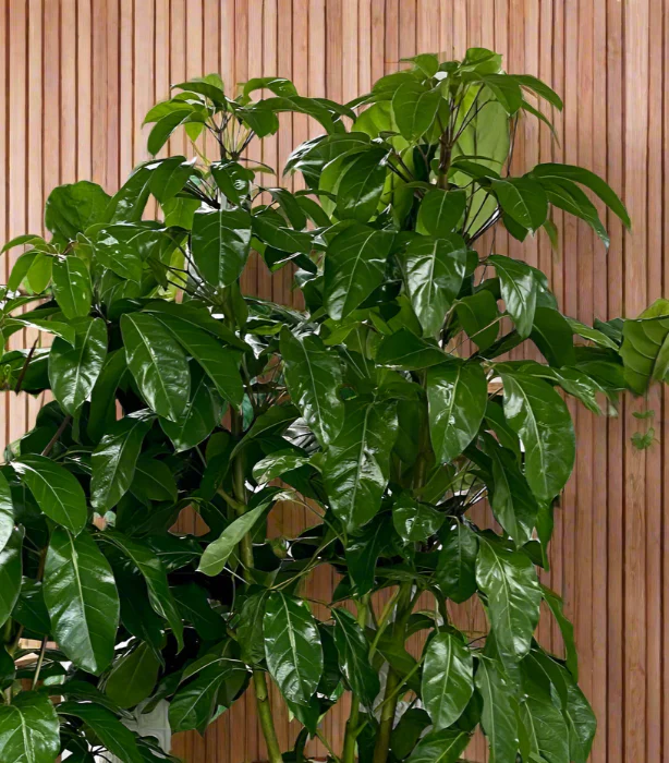 SCHEFFLERA ALPINE 200MM - Image 3