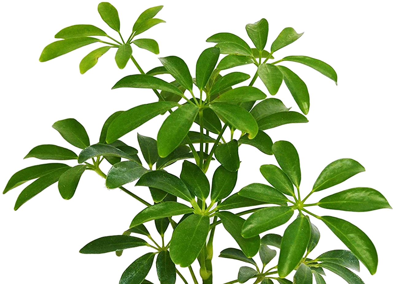 SCHEFFLERA AMATE 130MM