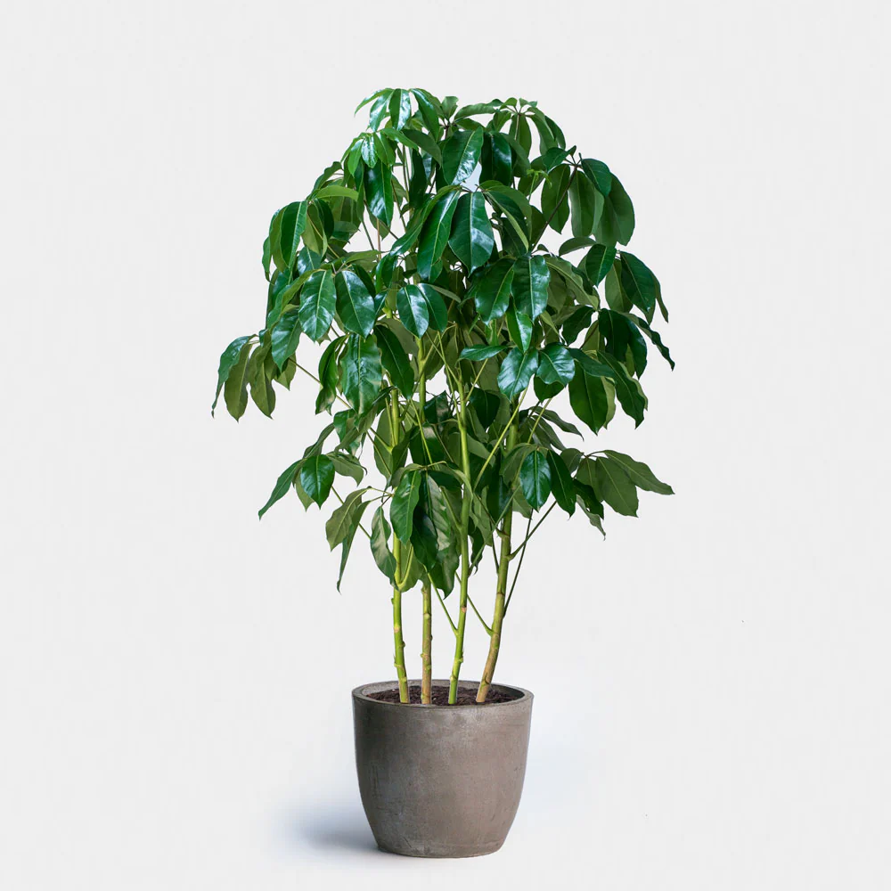 SCHEFFLERA AMATE 130MM - Image 2