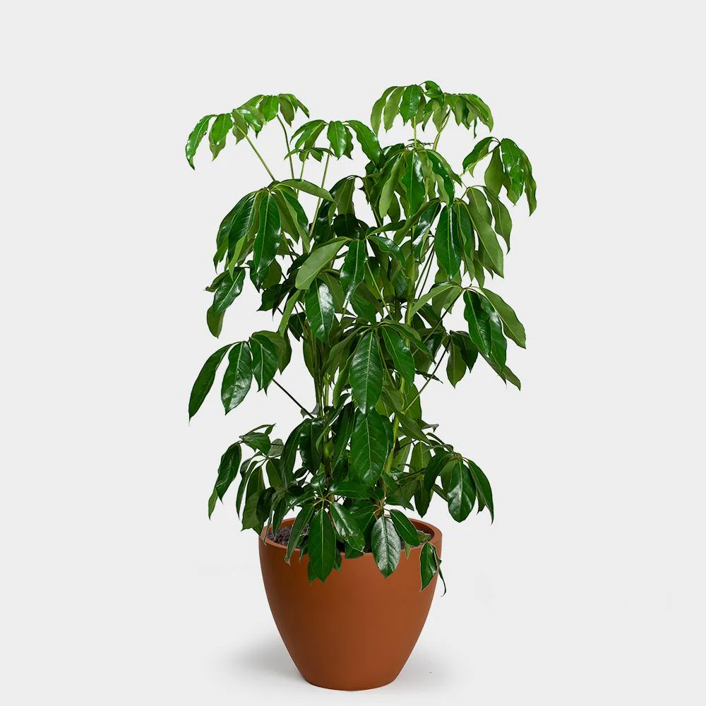 SCHEFFLERA AMATE 130MM - Image 3