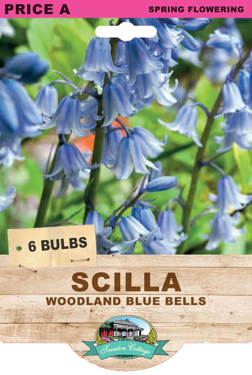 SCILLA BLUE BELLS PK5