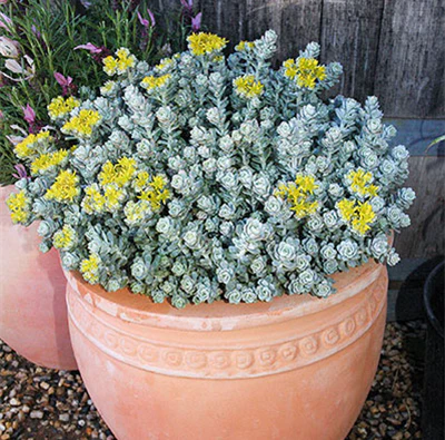 SEDUM SILVER BLOB - Image 3
