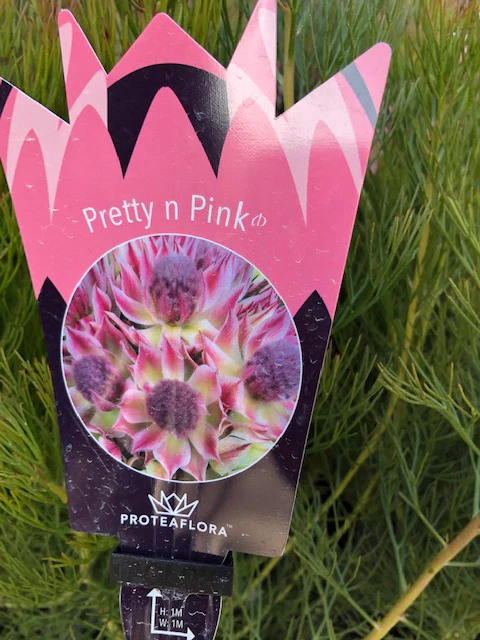 SERRURIA PRETTY N PINK - Image 3