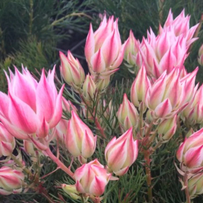 SERRURIA PRETTY N PINK - Image 5