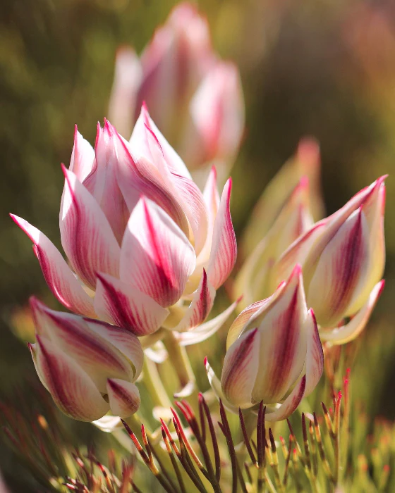 SERRURIA PRETTY N PINK - Image 6