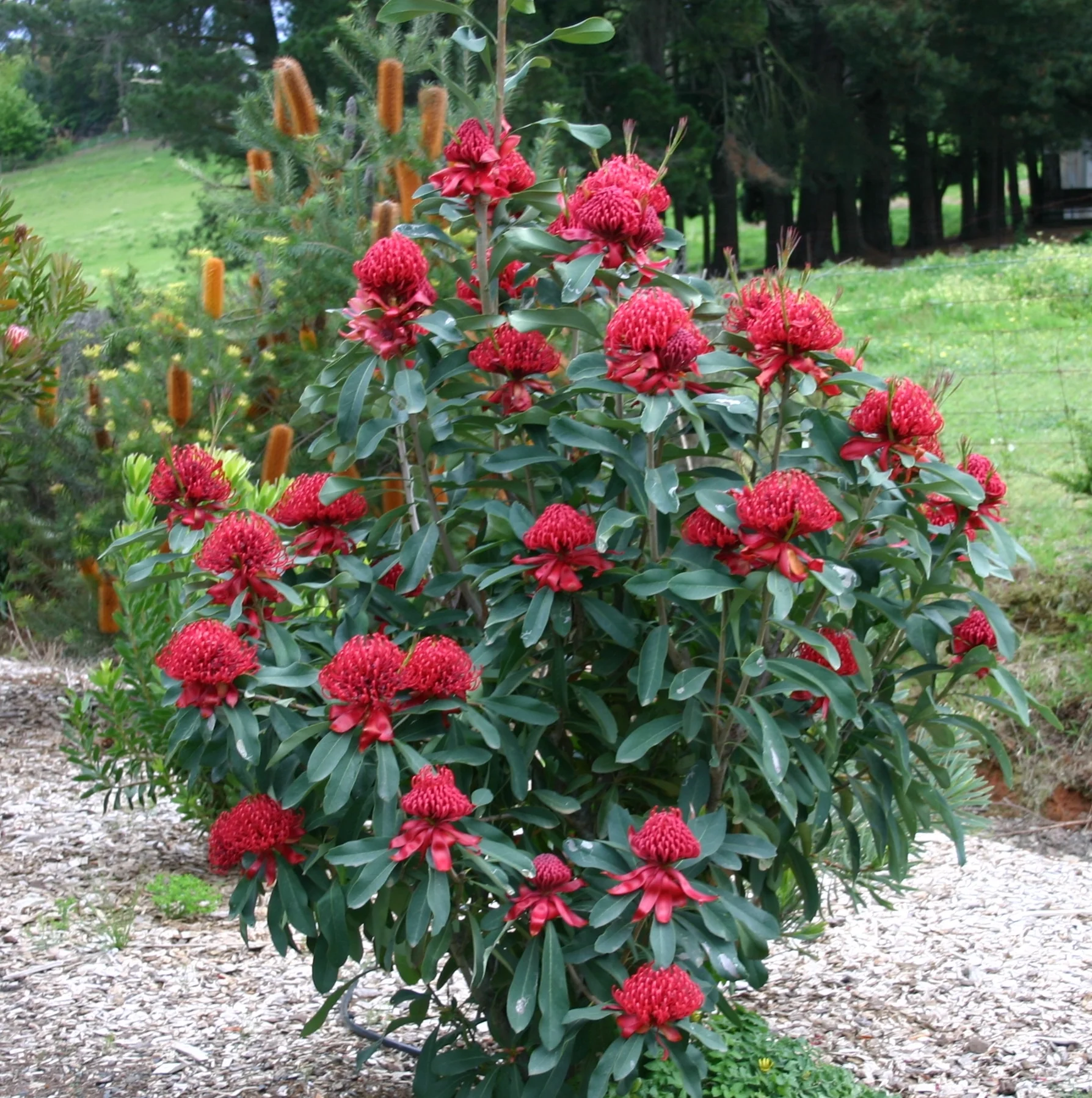 SHADY LADY RED WARATAH - Image 3