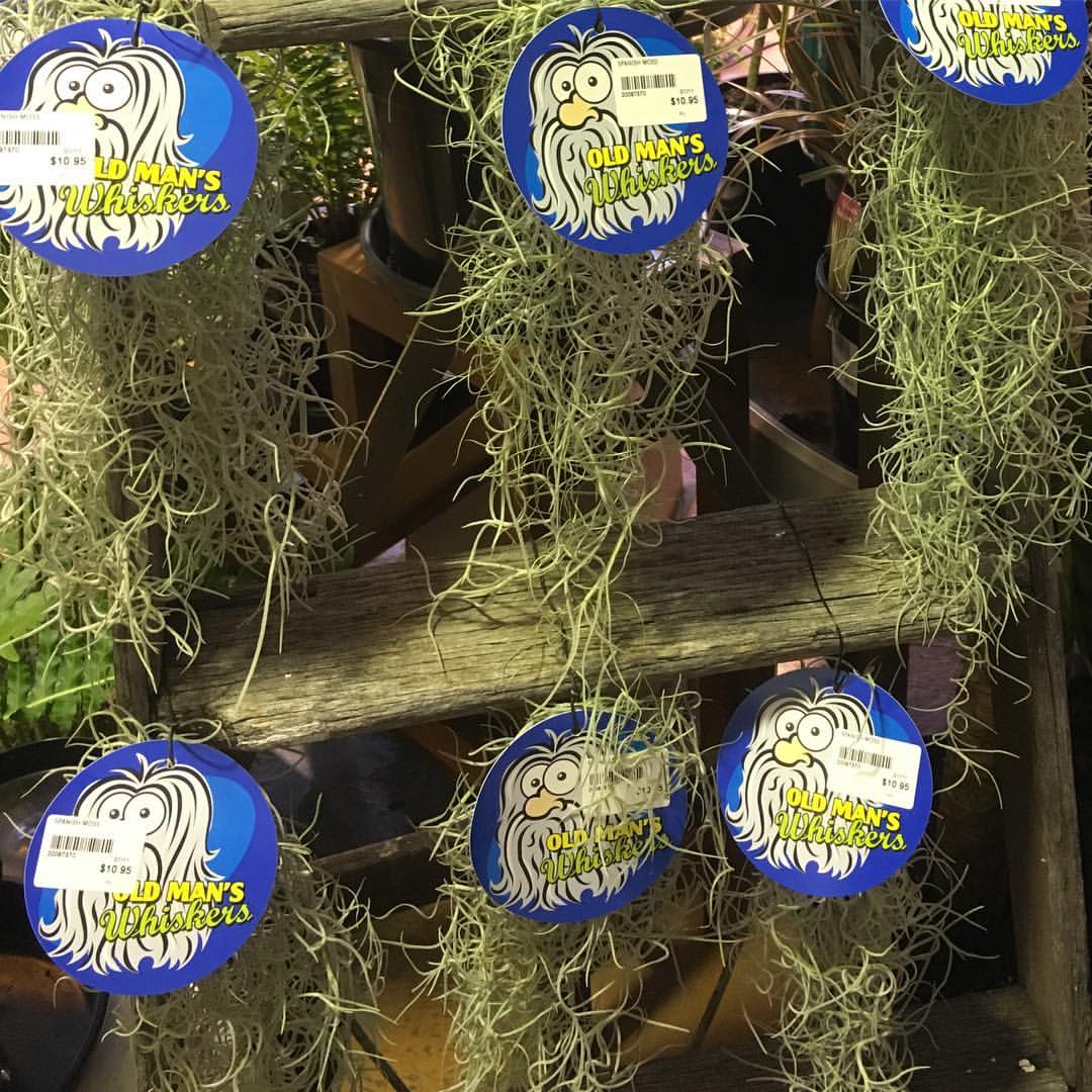 SPANISH MOSS - Image 2