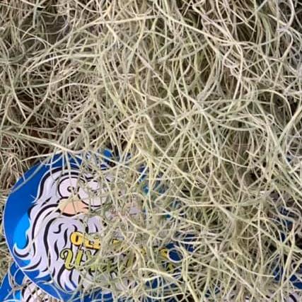 SPANISH MOSS - Image 4