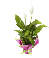 SPATHIPHYLLUM - PEACE LILY 130mm - Image 3