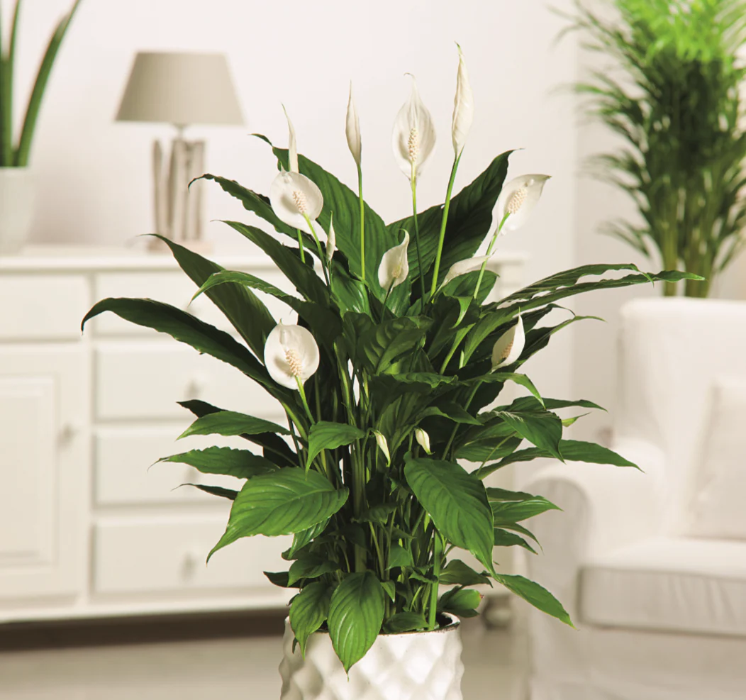 SPATHIPHYLLUM - PEACE LILY 130mm - Image 4