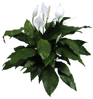 SPATHIPHYLLUM - PEACE LILY 130mm - Image 5