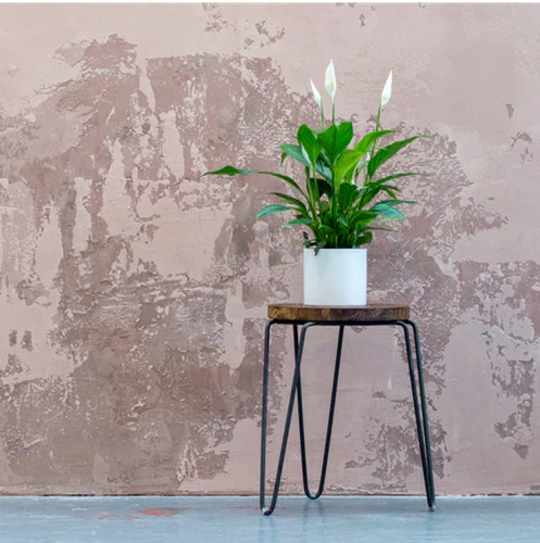SPATHIPHYLLUM - PEACE LILY 200mm - Image 3