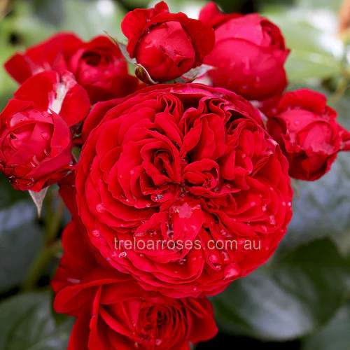 PRE ORDER - STD RED RIDING HOOD - Bare Rooted